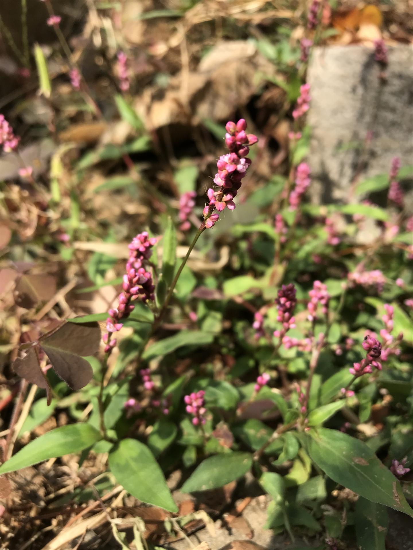 廖花本是平常物 一入诗篇便不同 知乎