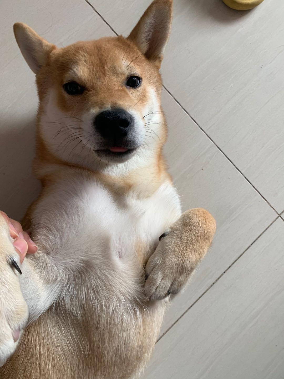 柴犬5个月颜色特别浅是不是被骗了