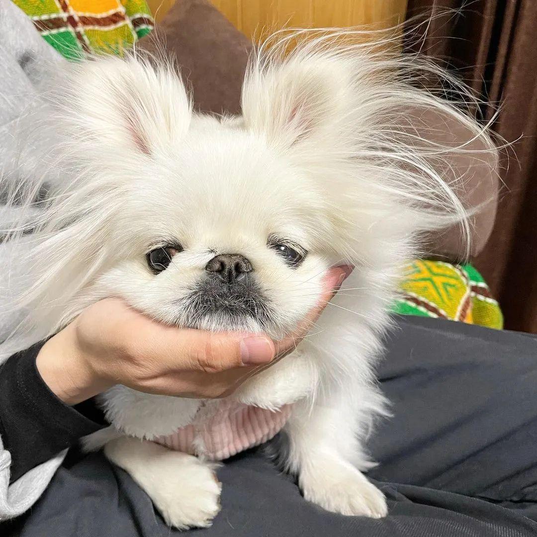 第一次见到混血京巴有点奇怪有点可爱