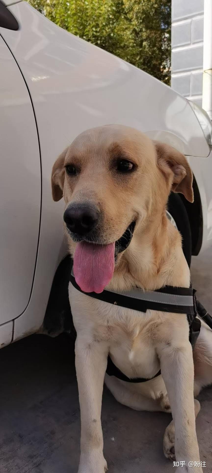 菏泽市定陶区中央新城丢失一只黄色公拉布拉多犬