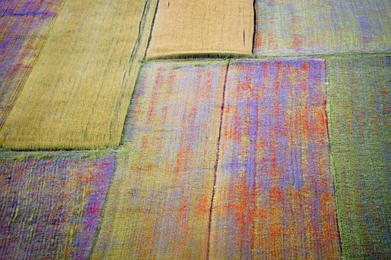 小满有什么农作物