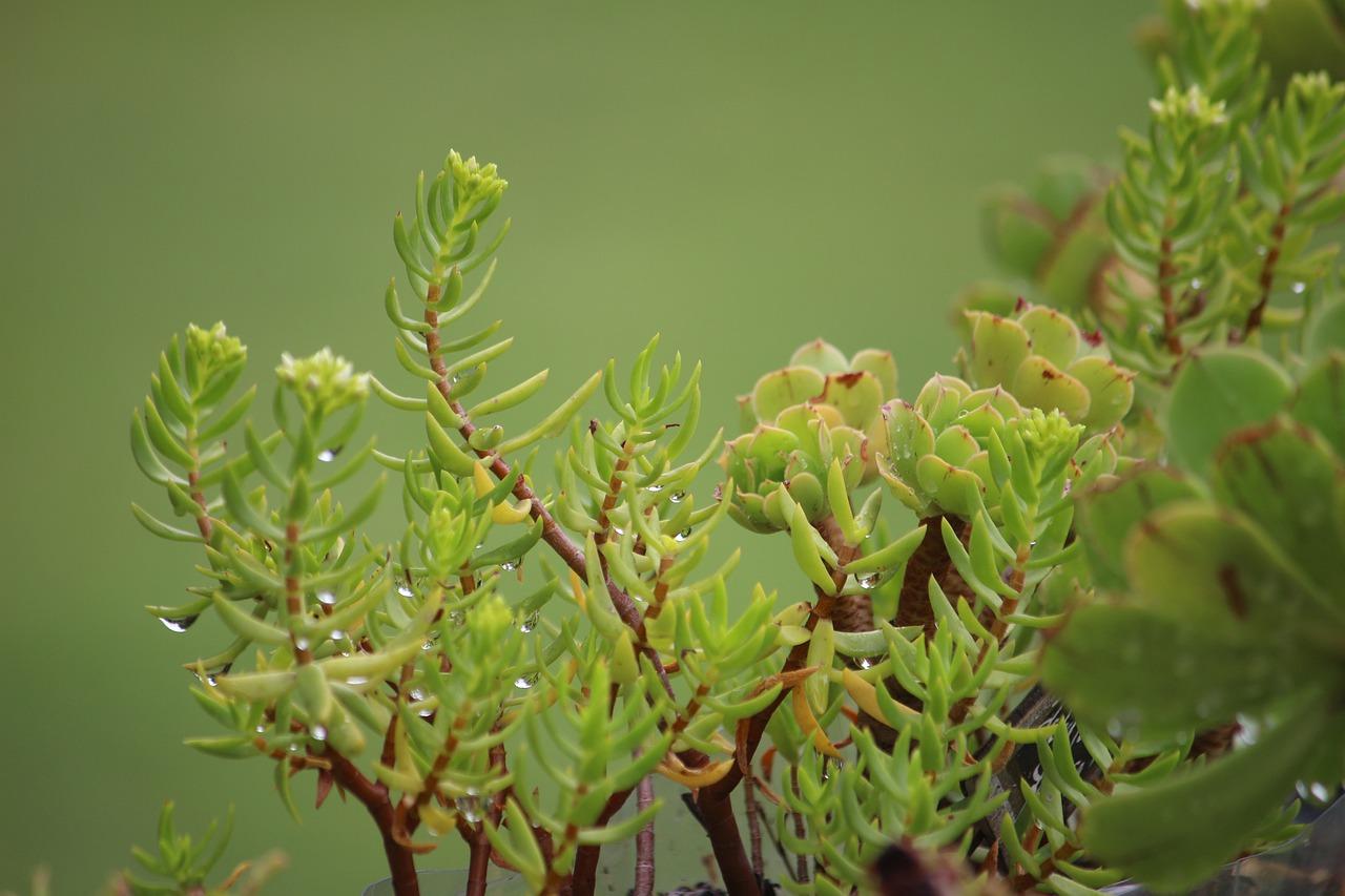 野生多肉有什么