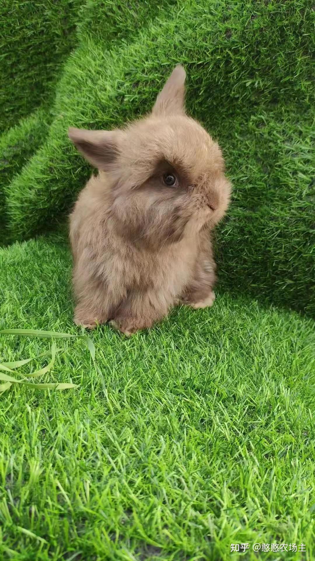 咖啡色安哥拉兔