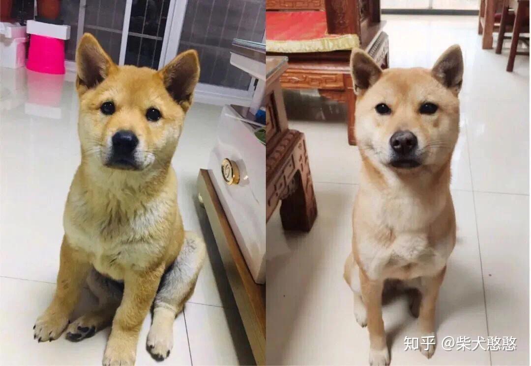 干货丨如何分辨真假柴犬串串