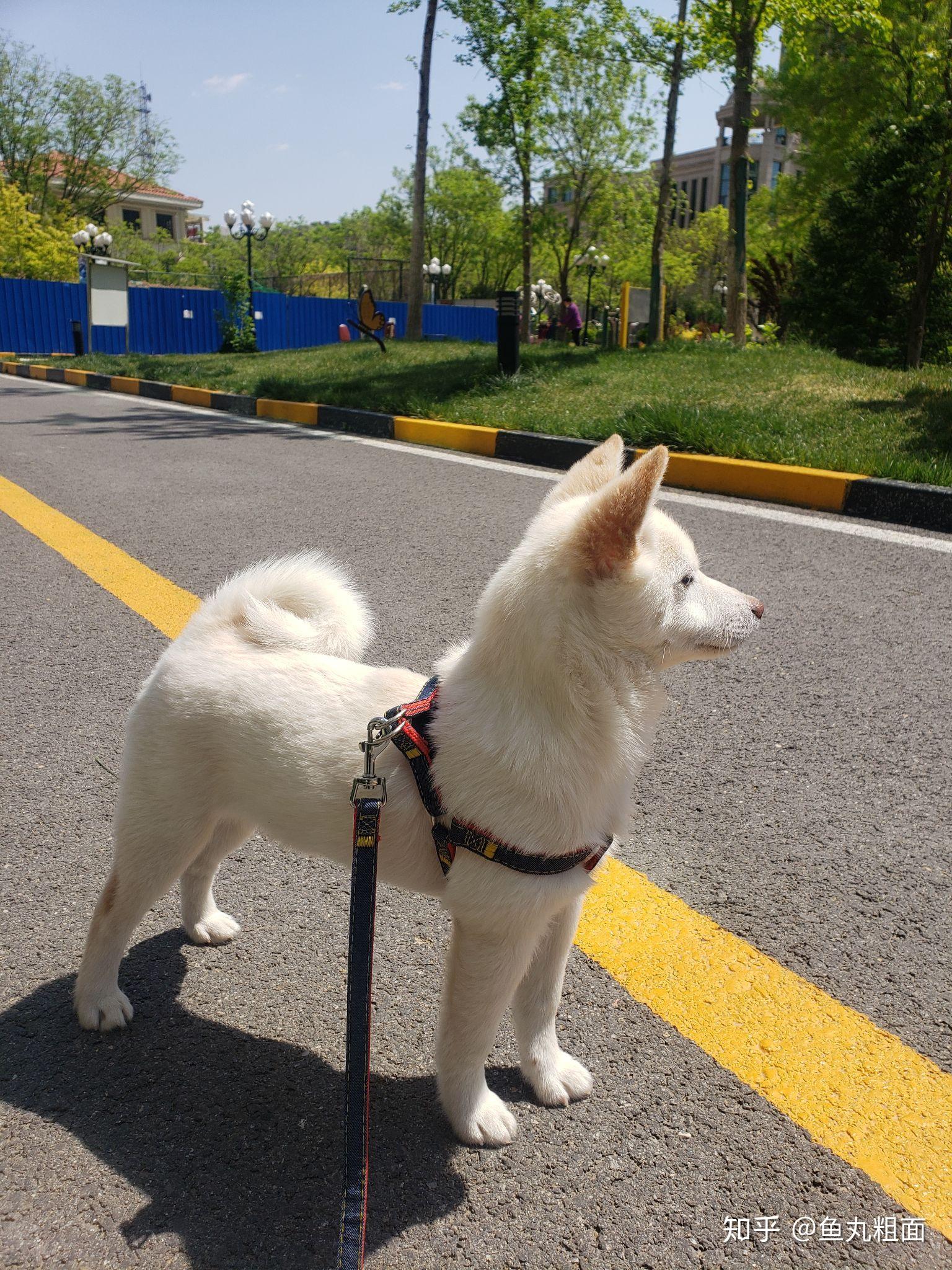 有没有养白色柴犬的大神能不能分享一下感受和图片