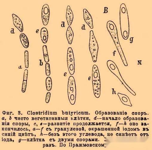 nospiraceae)颤螺旋菌科(oscillospiraceae)消化球菌科(peptococcace