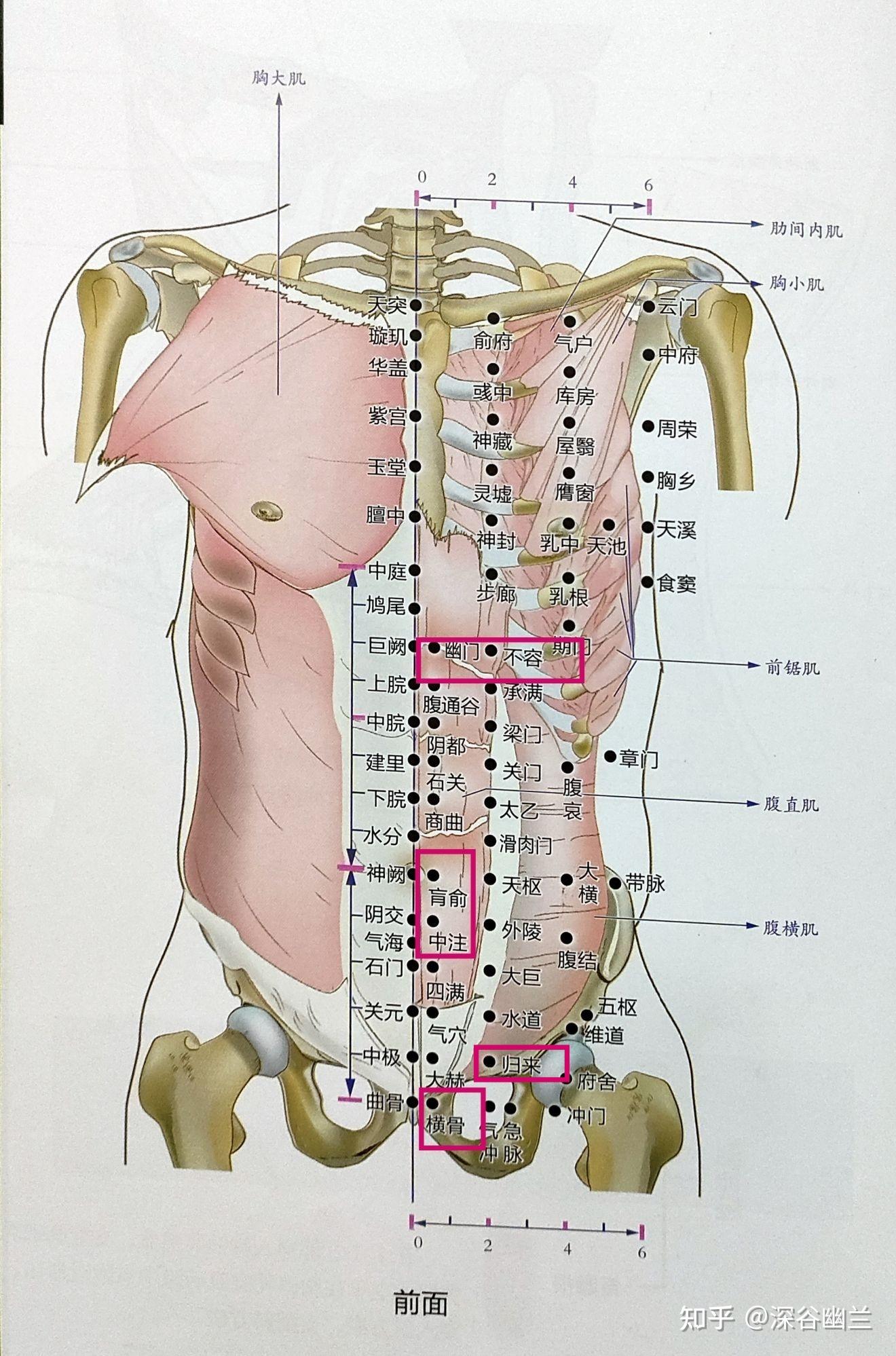 肓俞穴是腹直肌脐下外侧的激痛点及其牵涉痛的位置,该点常造成该处的