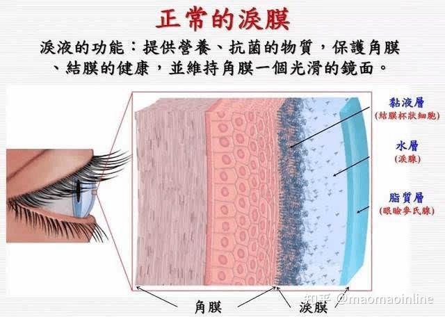 巩膜筛板结构图图片