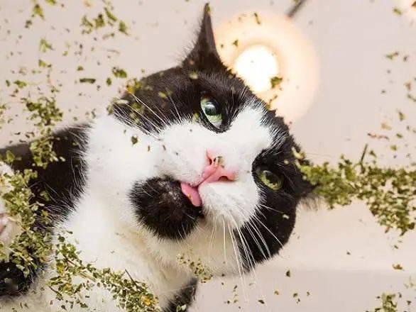 猫咪的兴奋剂猫薄荷