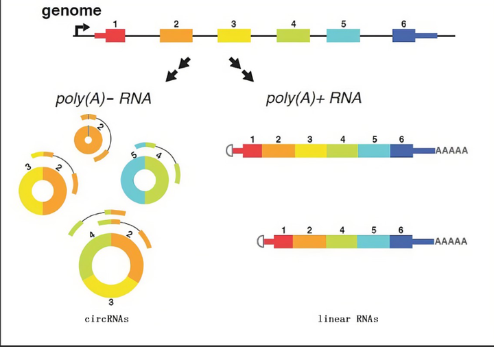 低分子肝素纳米脂质体包载信使RNA(mRNA)的使用方法 - 知乎