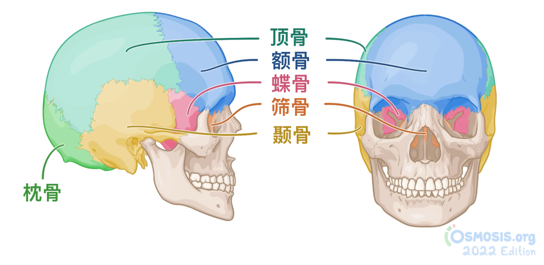 人体解剖学基础：颅骨 - 知乎