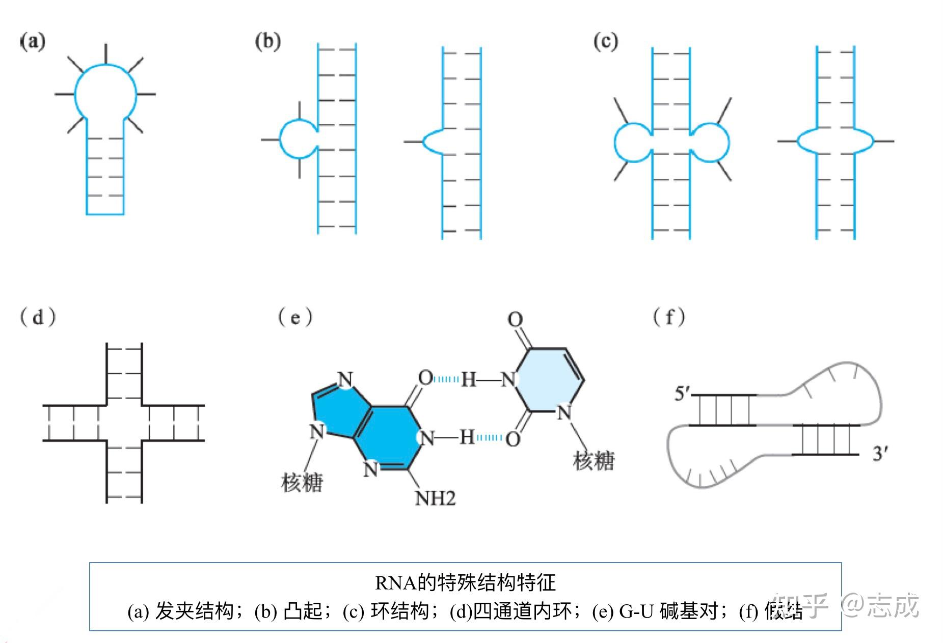 從dna到rna