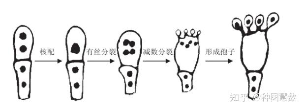 【种图慧数】食用菌的三大繁殖方式 知乎