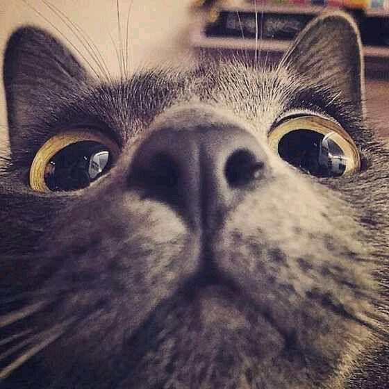 敲黑板 猫咪脱毛 也可能是生病了 知乎