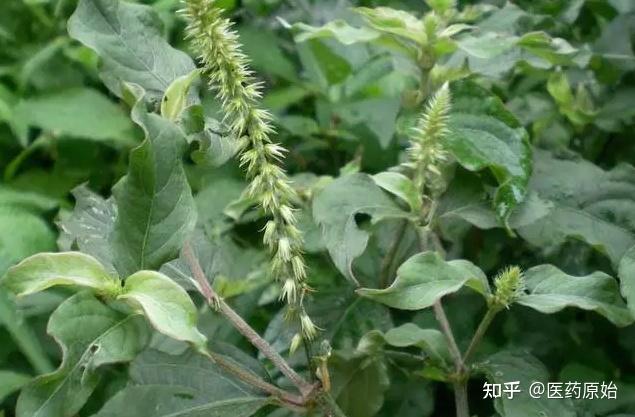 asperalvar indical的根及根茎也做土牛膝使用