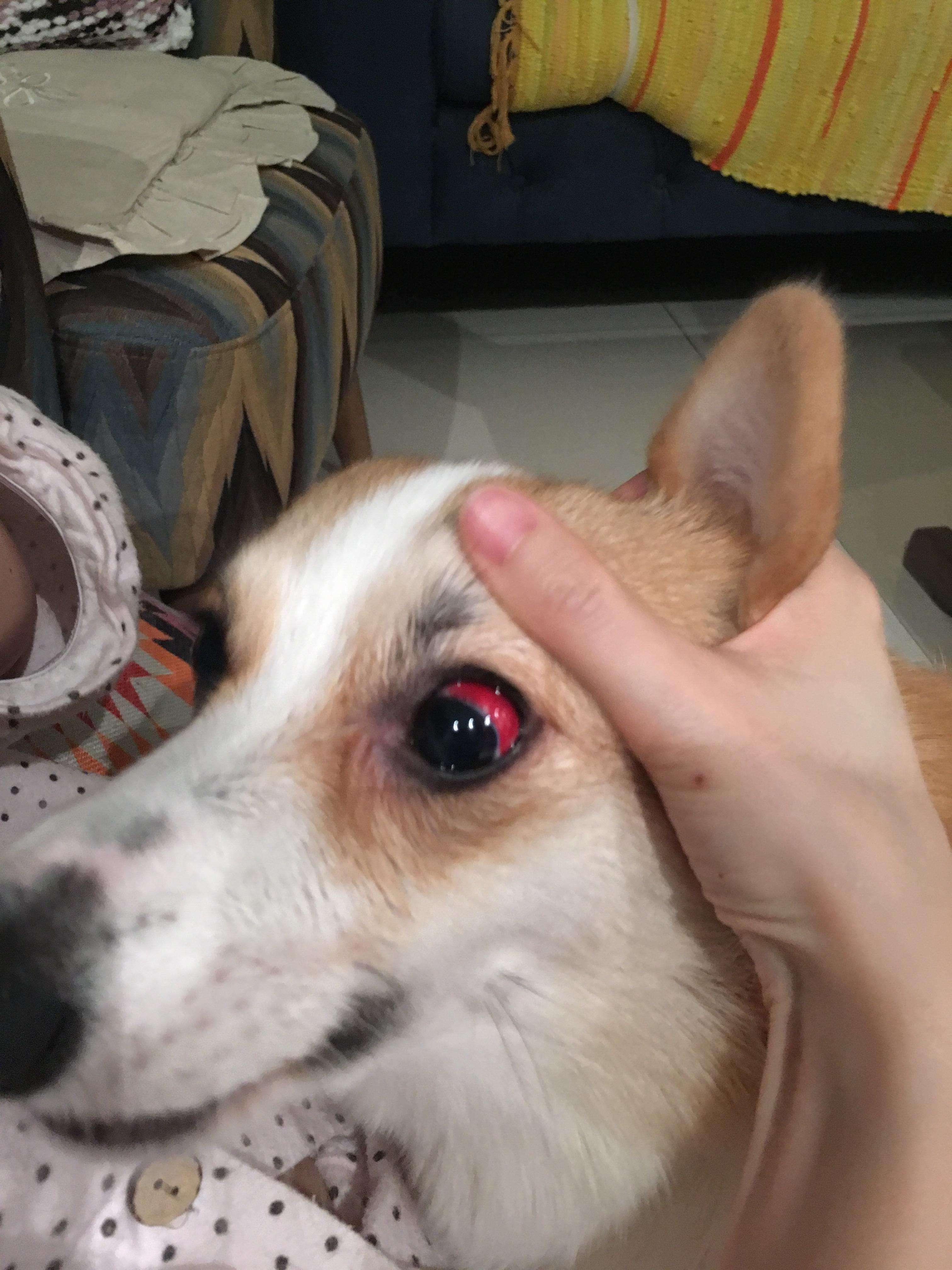 比熊眼眶发红是怎么回事