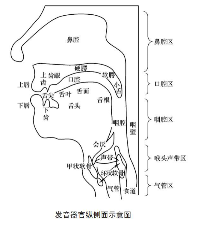 膜龈联合的位置图片