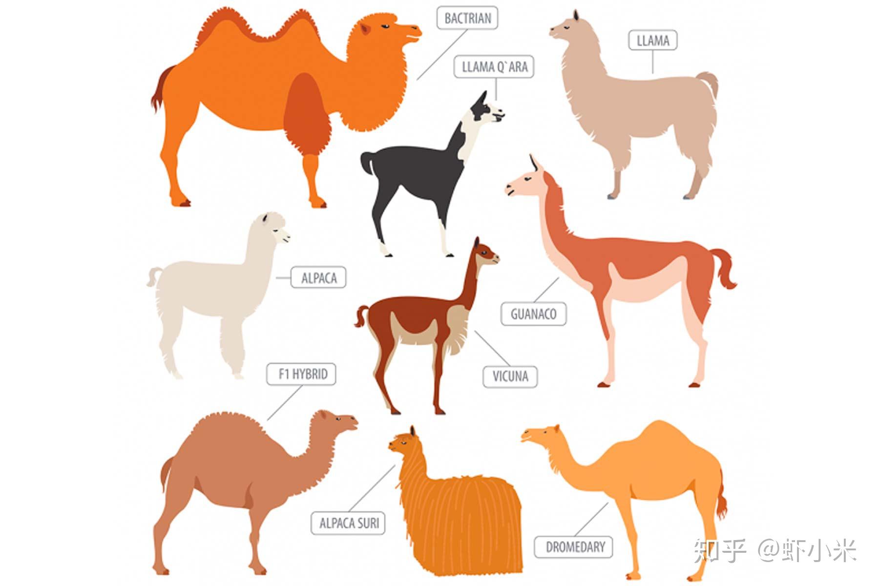 Guanaco, Llama, Vicuña, Alpaca该怎么区别 - 知乎