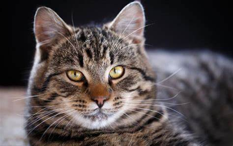 中华田园猫5大猫：狸花猫、奶牛猫、橘猫、黑猫、三花猫- 知乎