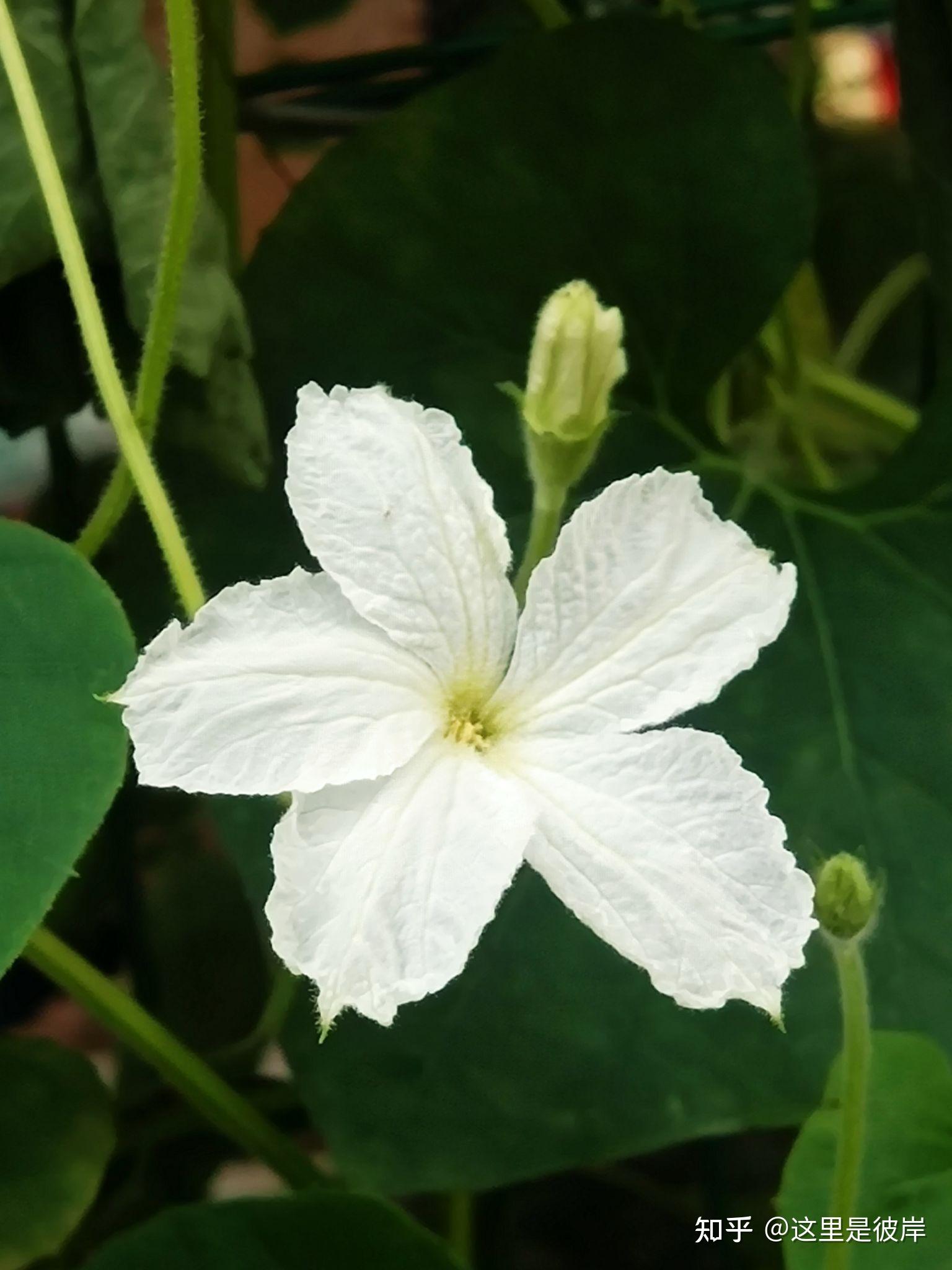 巨型葫芦鲜嫩好吃