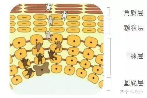 小小皮肤屏障大作用，人宠皮肤究竟有何不同？ - 知乎