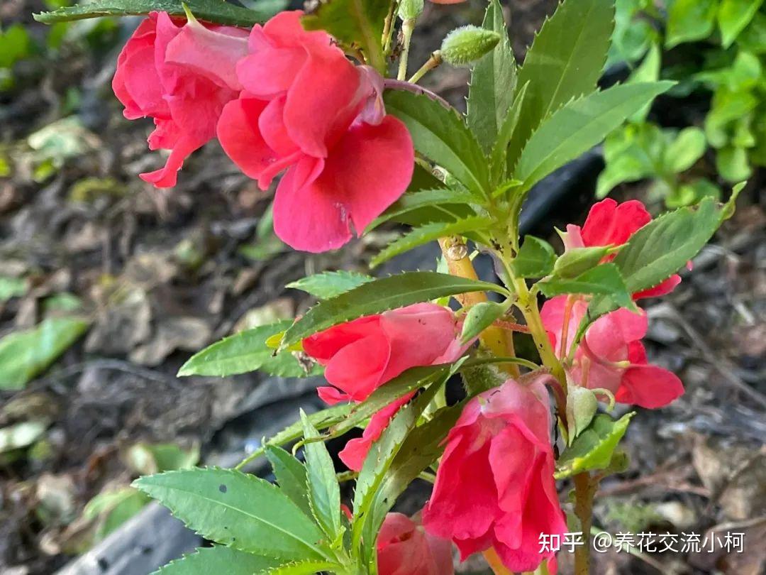 常见的指甲花、新几内亚凤仙和苏丹凤仙花,养花盆里就很容易开花 - 知乎