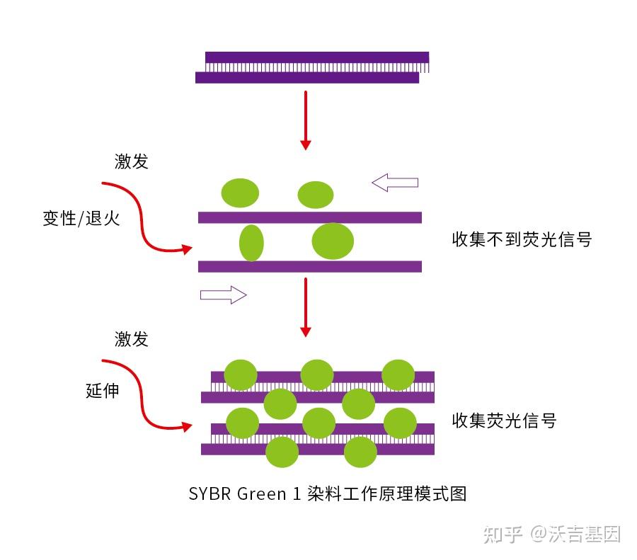 实时定量PCR基本概念 - 知乎