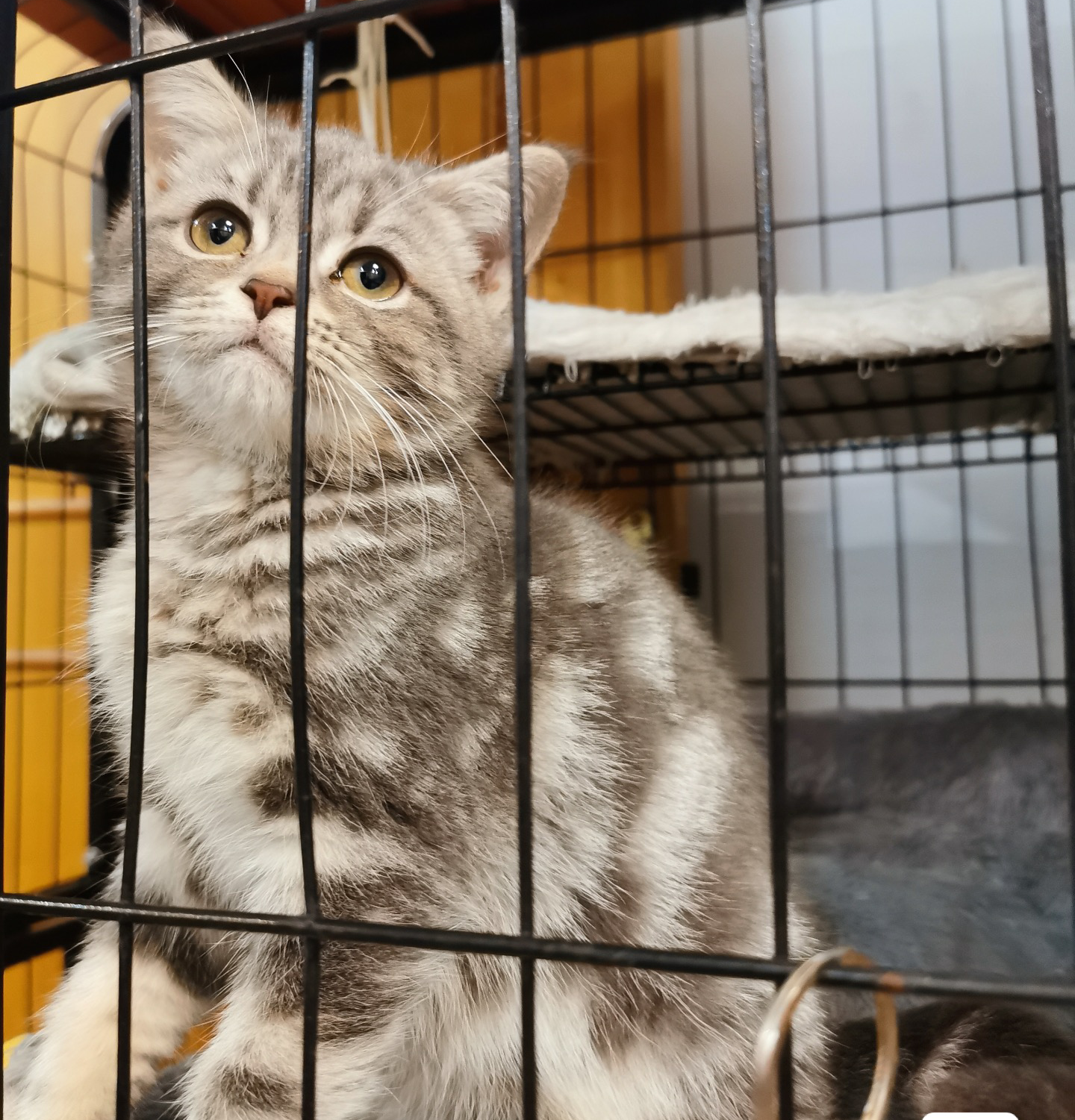 真的有烟灰色美短这个品种嘛