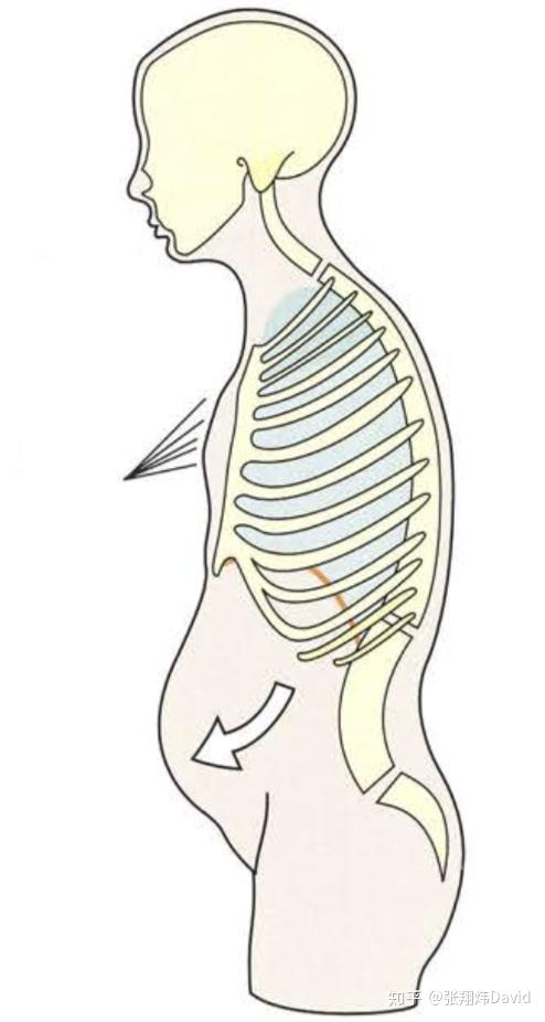拉伸斜角肌的方式:用手按住对侧锁骨靠近中间的位置,然后往对侧仰头