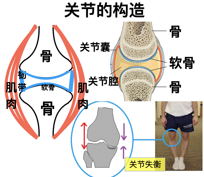 关节是两块相邻的骨头与它们周边附着的软组织(肌肉,韧带,关节囊等)所