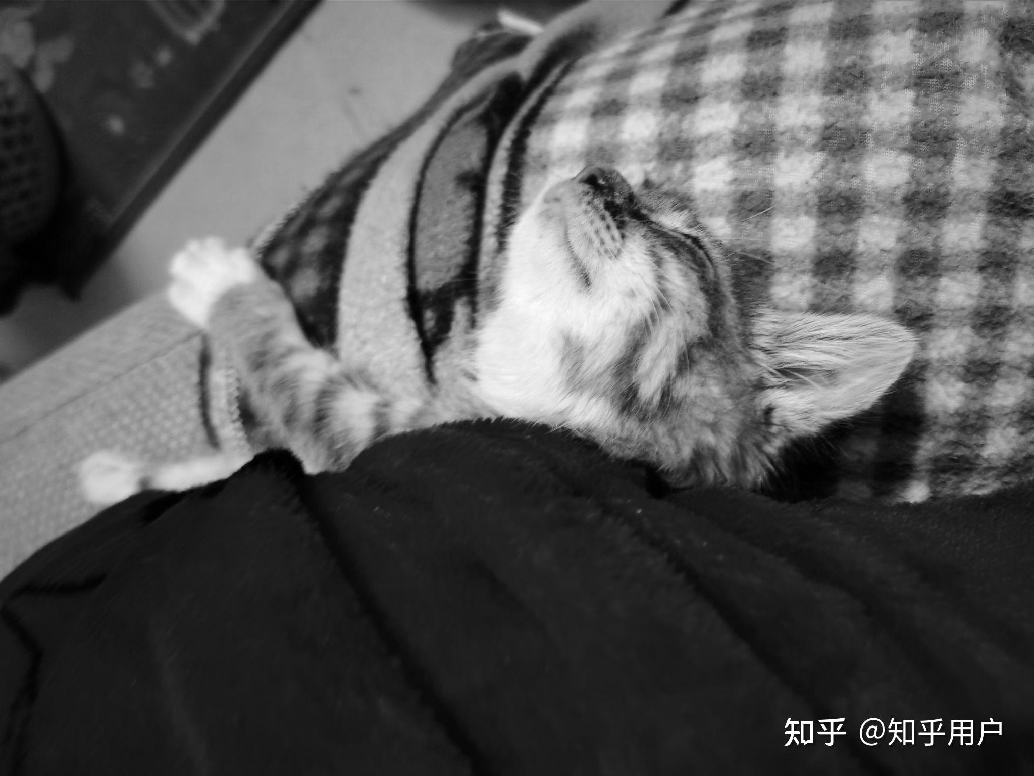 养一只灰色土猫(不是狸花猫)是一种什么样的体验?