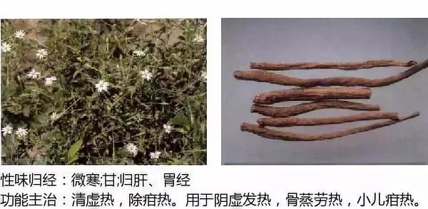 500余种中草药图  第88张