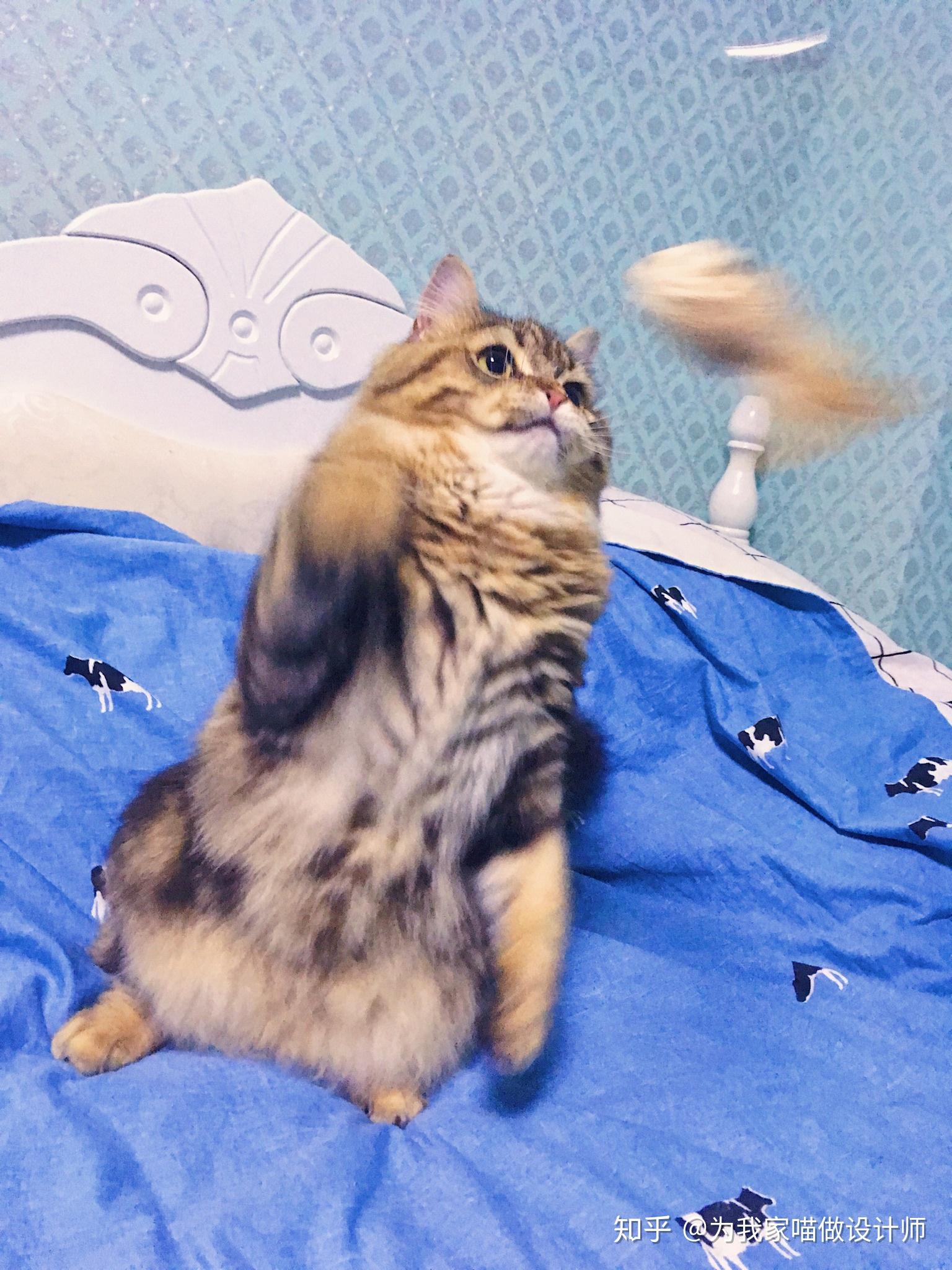 一只长相惊奇的美短金虎斑