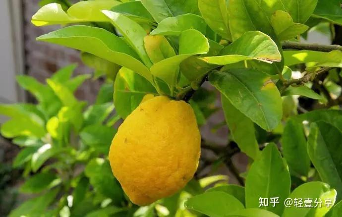 香橼的功效与作用 香橼的禁忌 - 知乎