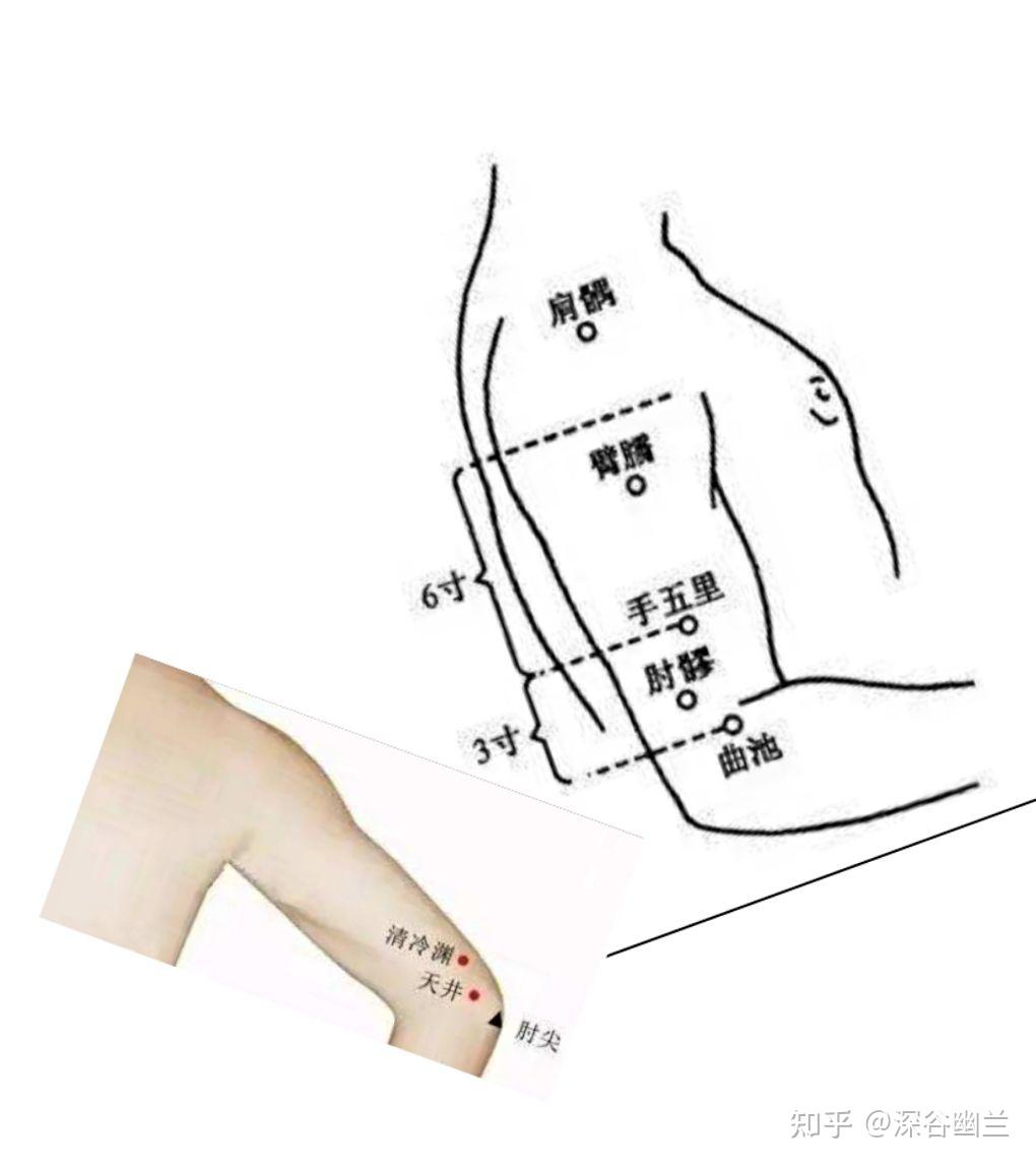 肘关节经络图图片