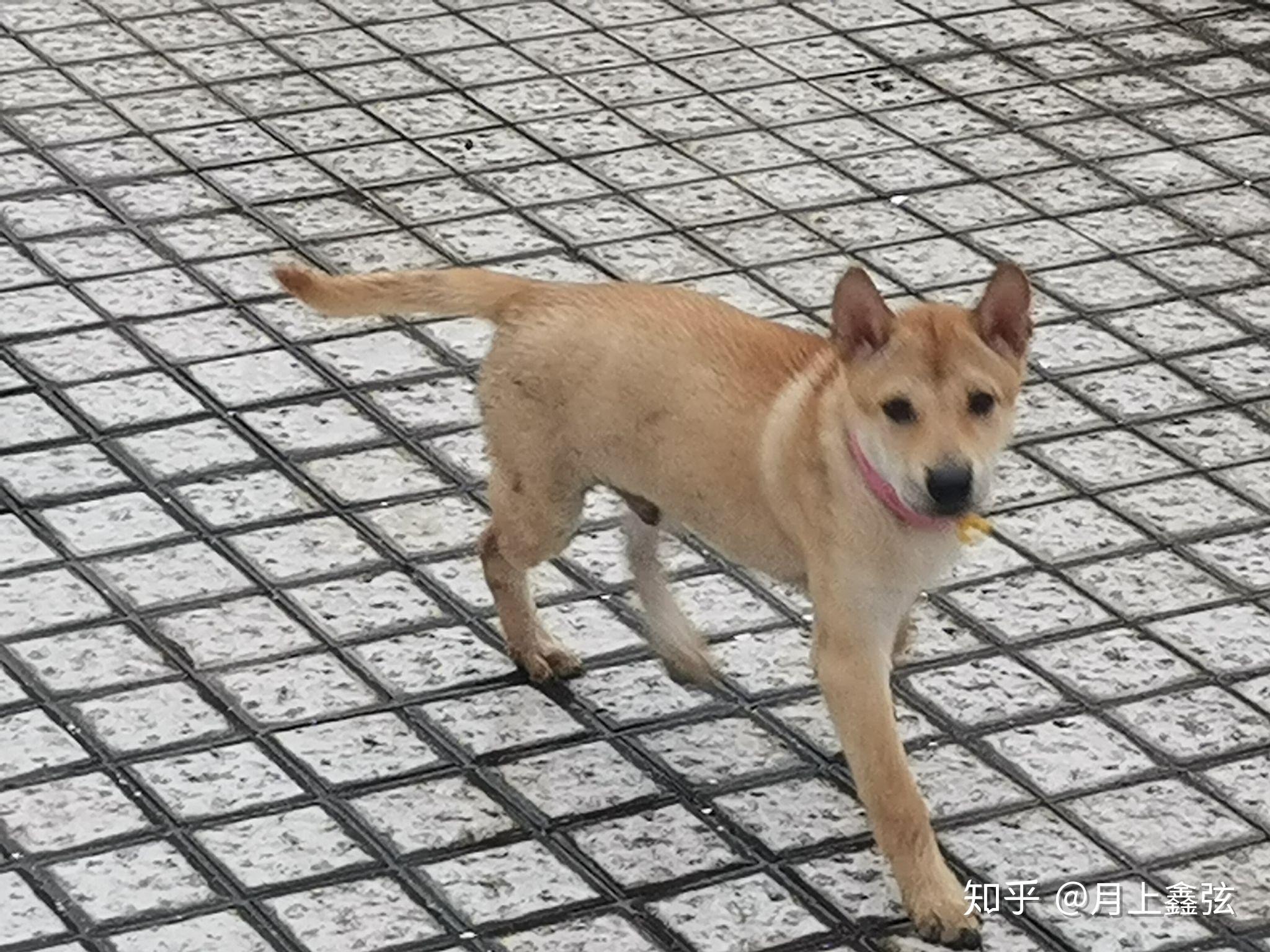 如何买到一只纯种的土狗(大黄)? - 知乎