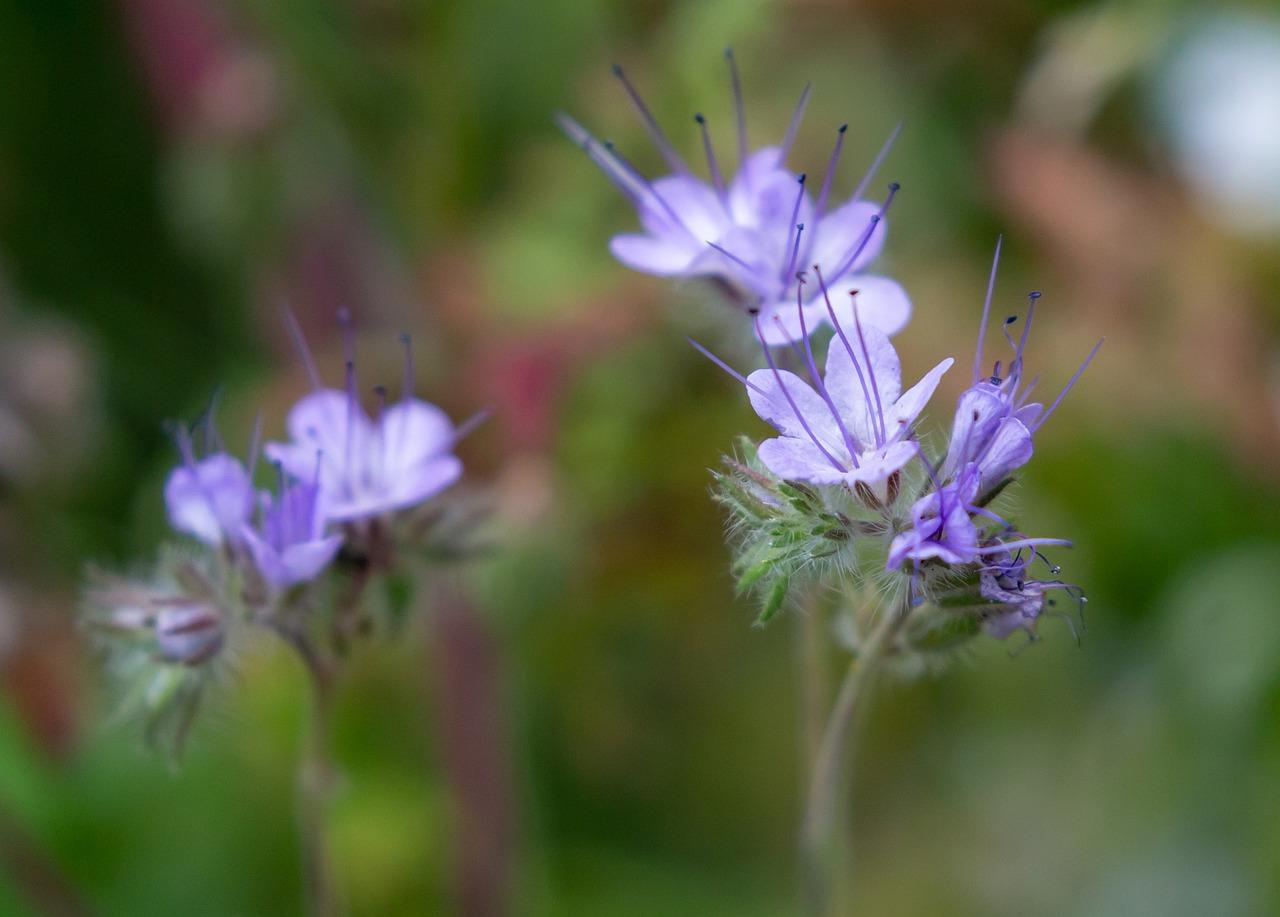 白芨种植用什么肥料