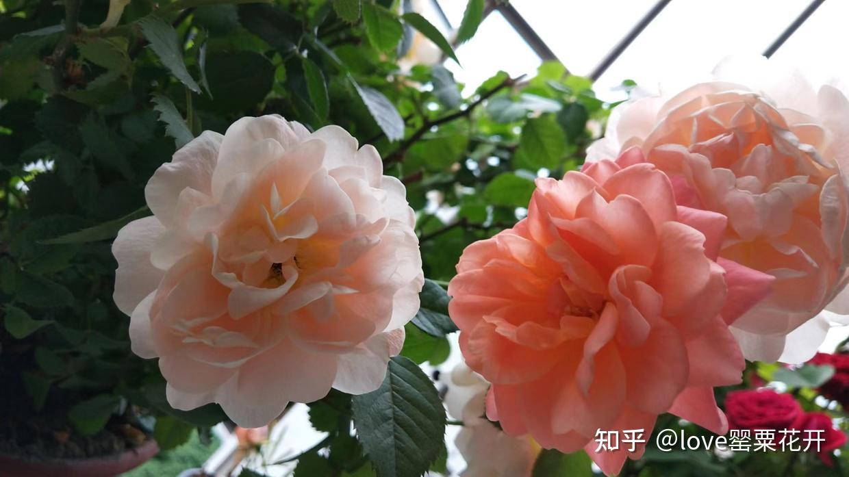 马霍梅特:行动,是一切成功的首要条件 - 知乎