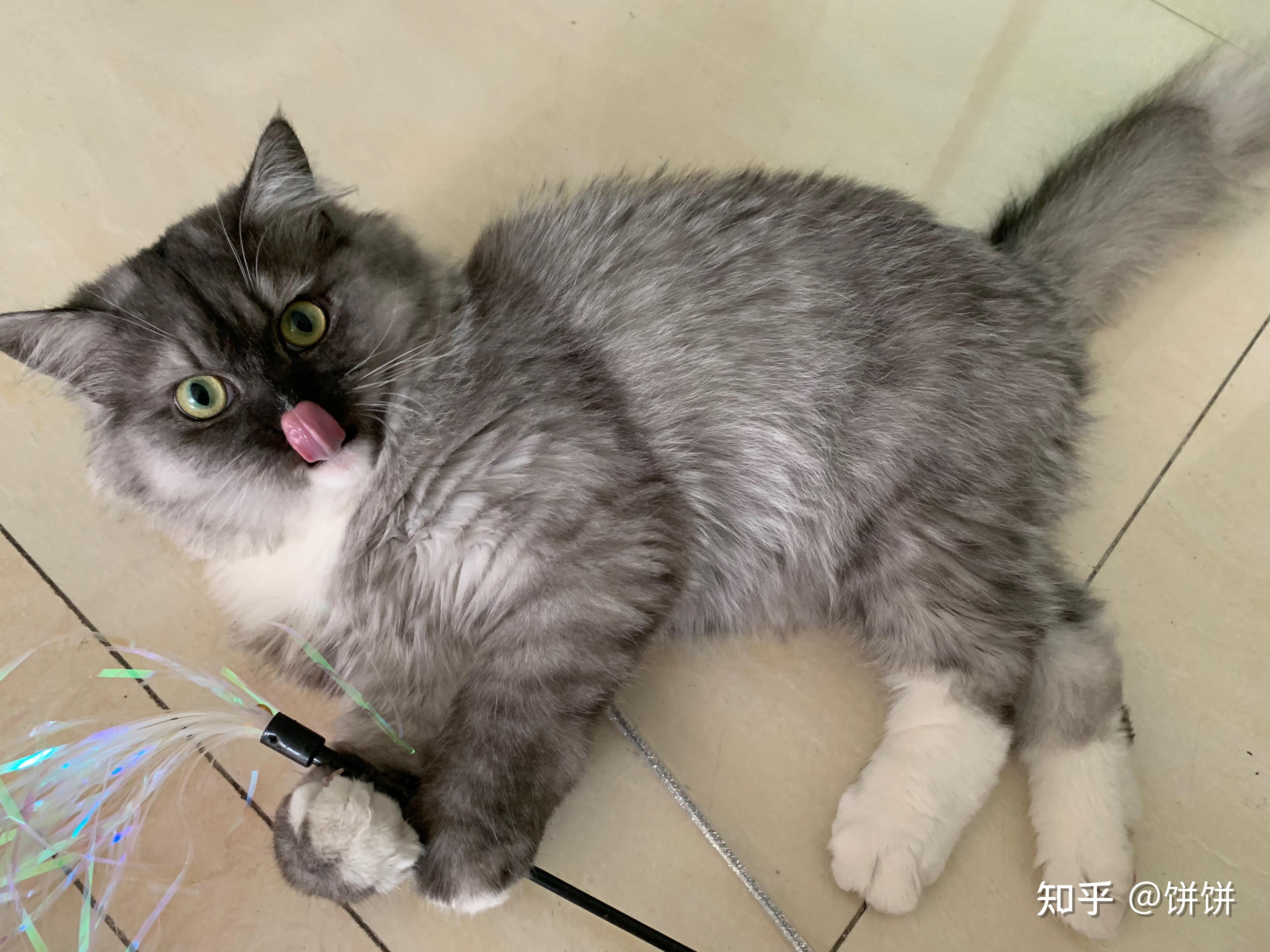 有木有布偶串银渐层的宝宝啊 想康康长什么样!