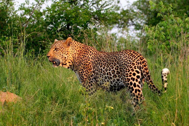 六盘山拍到一只巨胖的豹子这是好事儿么