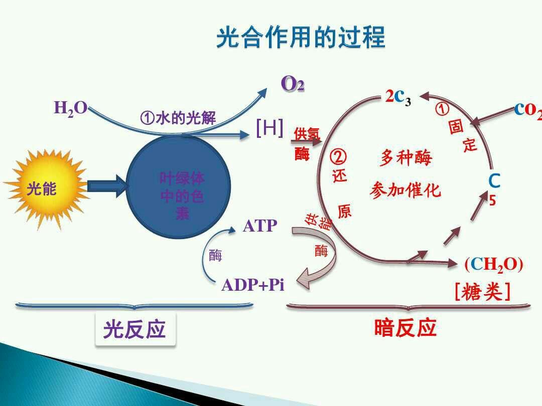 光合作用暗反应时co2中氧去向? - 知乎