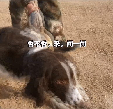 军犬的拒食考试有多离谱？狗子在前面跑，鸡腿后面追哈哈！ - 知乎