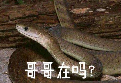 各位有没有蛇的表情包