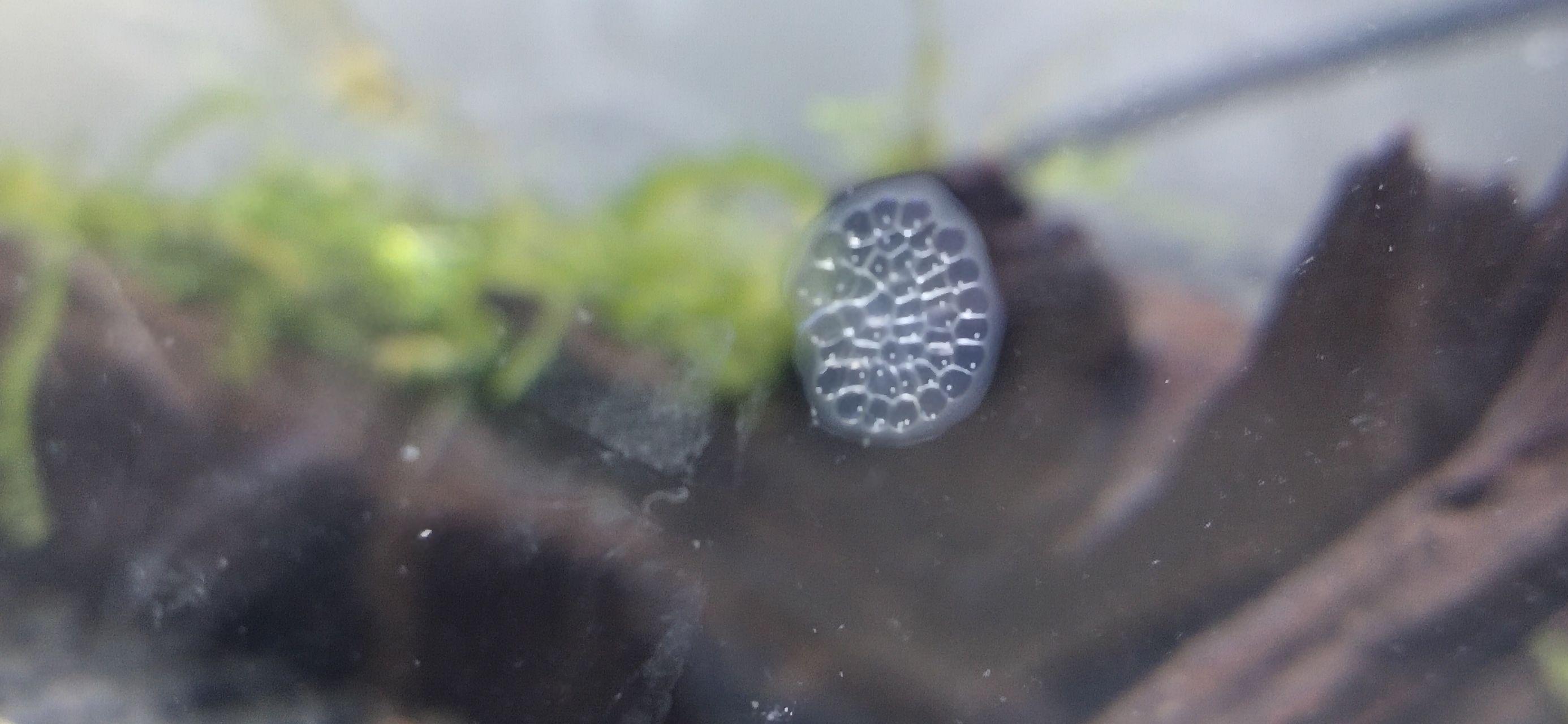 这个是黑壳虾的卵么? - 知乎