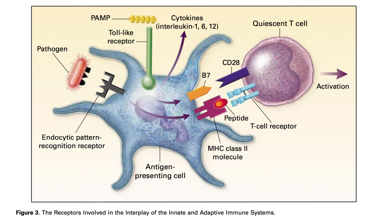 图说免疫系统(immune system)·脊椎动物 - 知乎