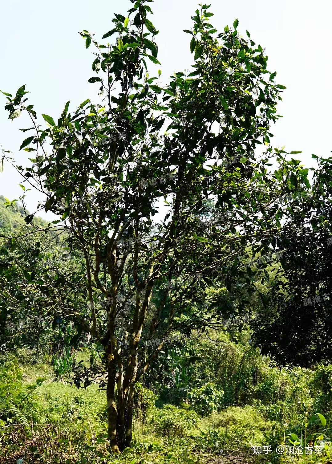 大漆树古树茶口感特点图片