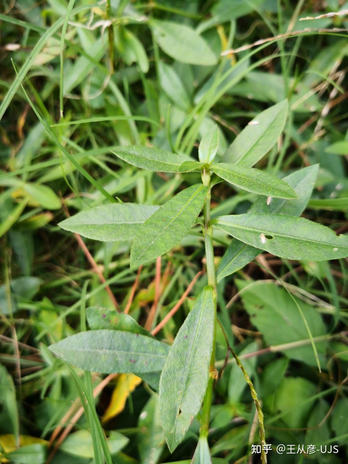 入侵植物空心莲子草/喜旱莲子草/水花生