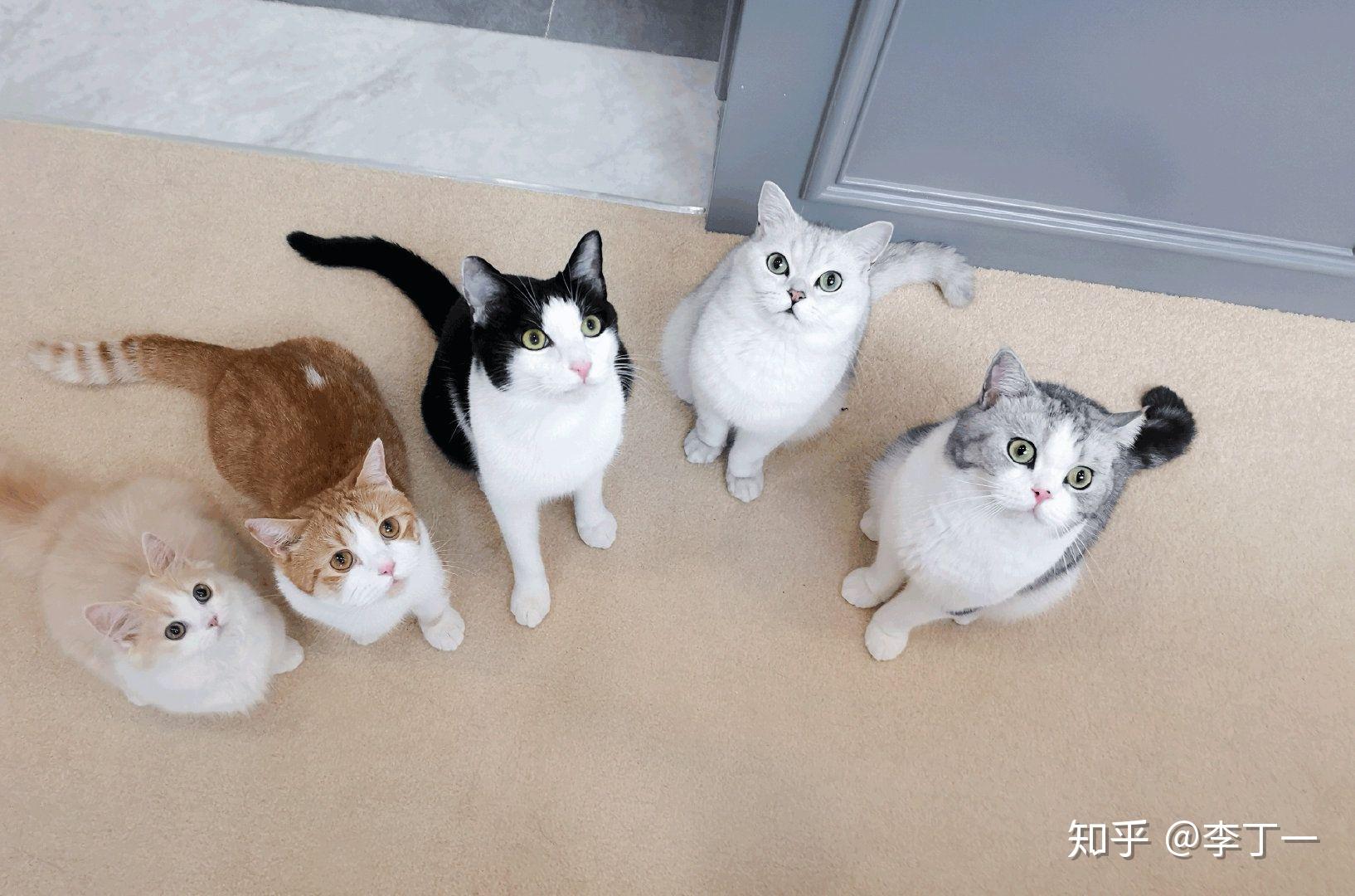 如何评价花花与三猫catlive