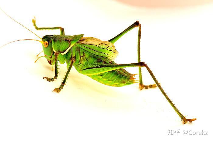 夏秋晚上会叫的虫子有哪些? - 知乎
