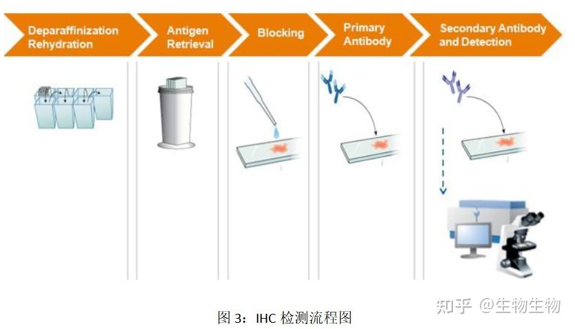 免疫组化染色技术（IHC实验） - 知乎